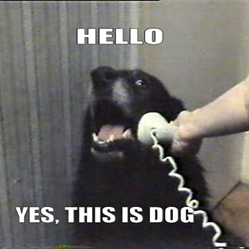 The 2011 meme: a black dog answering a landline telephone, captioned "HELLO / YES, THIS IS DOG"
